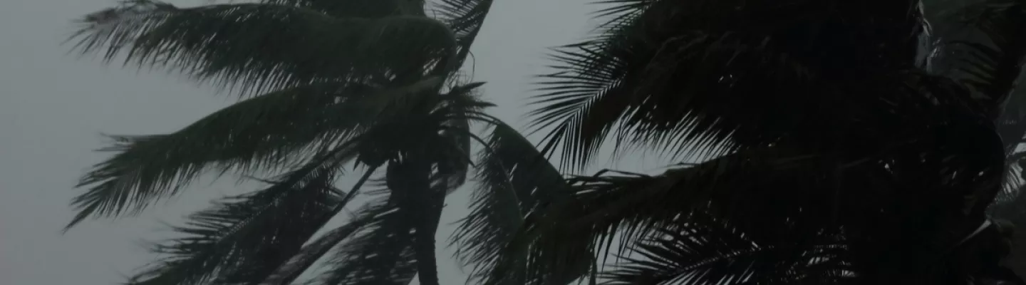 palm trees during hurricane