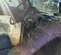 2020 Polaris PRO XD 4000D Utility Vehicle