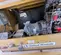 2017 Allmand MH500IQ Indirect Fired Heater