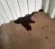 stain