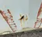 side damage