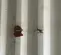 Damage 2