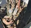 2013 JD NEUHAUS PROFI 20TI Hoist