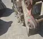 2019 FURUKAWA CW24III Compaction Attachment